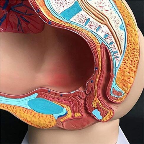 Pelvic Anatomy Model of A 9-Month-Old Pregnant Woman, Detachable Organs, 4 Parts, Used for Hospital Teaching in Saudi Arabia