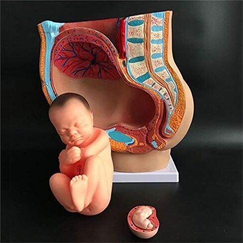Pelvic Anatomy Model of A 9-Month-Old Pregnant Woman, Detachable Organs, 4 Parts, Used for Hospital Teaching in Saudi Arabia