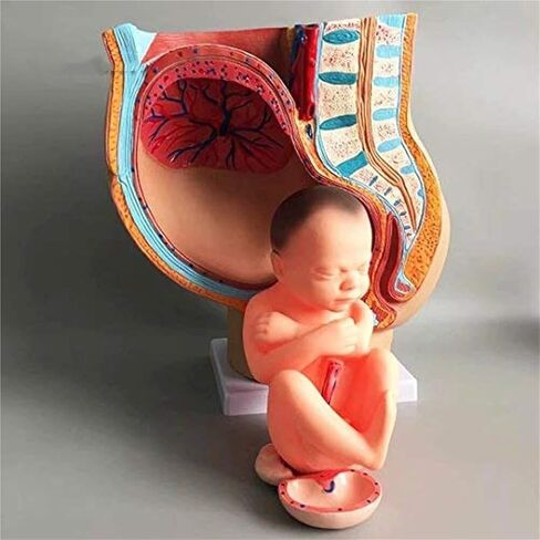 Pelvic Anatomy Model of A 9-Month-Old Pregnant Woman, Detachable Organs, 4 Parts, Used for Hospital Teaching in Saudi Arabia
