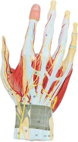 Hand Anatomy Skeleton Model, 7 Joints, Easy to Install, Convenient for Classroom Learning in Saudi Arabia