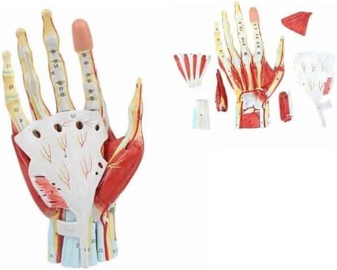 Hand Anatomy Skeleton Model, 7 Joints, Easy to Install, Convenient for Classroom Learning in Saudi Arabia