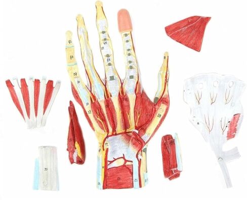 Hand Anatomy Skeleton Model, 7 Joints, Easy to Install, Convenient for Classroom Learning in Saudi Arabia