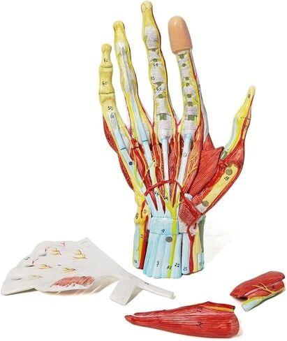 Hand Anatomy Skeleton Model, 7 Joints, Easy to Install, Convenient for Classroom Learning in Saudi Arabia