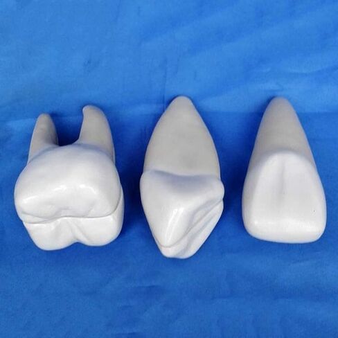 Dental implant Tooth Anatomy Model Learning Teaching Standard Model Human Anatomy Model in Saudi Arabia