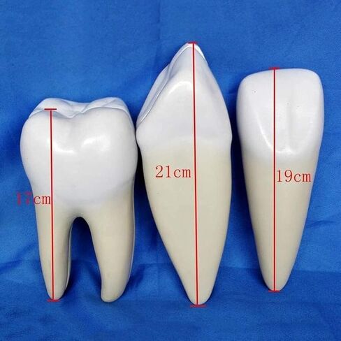 Dental implant Tooth Anatomy Model Learning Teaching Standard Model Human Anatomy Model in Saudi Arabia