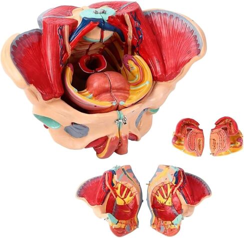 Pelvic Anatomy Model, Female Pelvis, 4-Piece Perineal Floor with Detachable Organs, Used for Teaching in Saudi Arabia