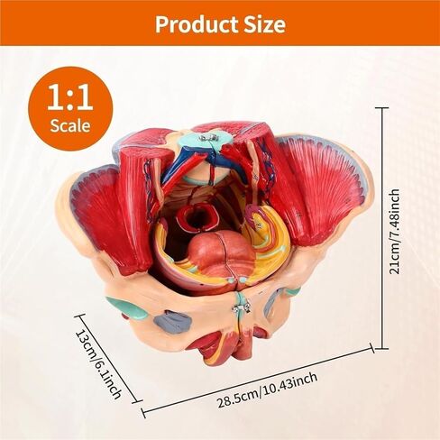 Pelvic Anatomy Model, Female Pelvis, 4-Piece Perineal Floor with Detachable Organs, Used for Teaching in Saudi Arabia