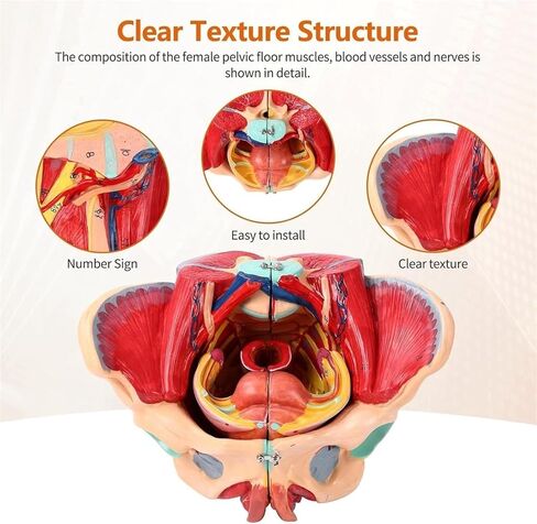 Pelvic Anatomy Model, Female Pelvis, 4-Piece Perineal Floor with Detachable Organs, Used for Teaching in Saudi Arabia