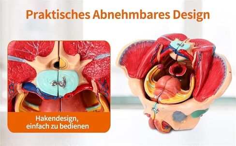 Pelvic Anatomy Model, Female Pelvis, 4-Piece Perineal Floor with Detachable Organs, Used for Teaching in Saudi Arabia