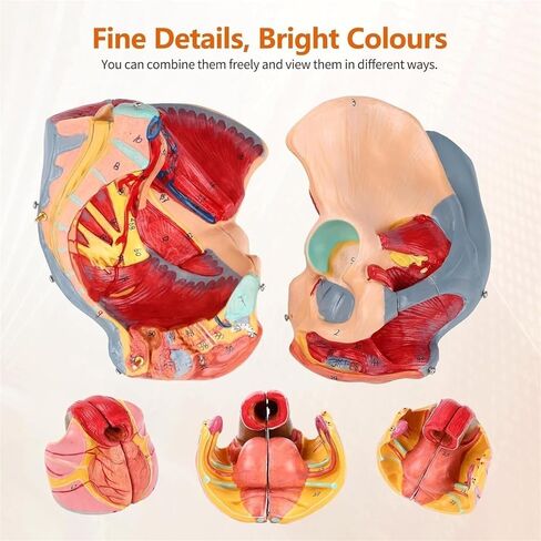 Pelvic Anatomy Model, Female Pelvis, 4-Piece Perineal Floor with Detachable Organs, Used for Teaching in Saudi Arabia