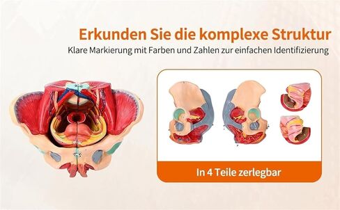 Pelvic Anatomy Model, Female Pelvis, 4-Piece Perineal Floor with Detachable Organs, Used for Teaching in Saudi Arabia