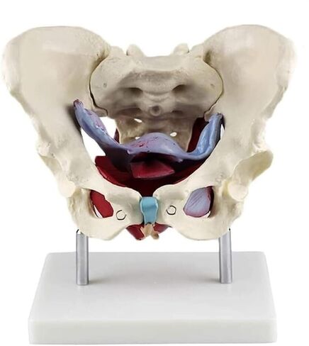 Female Pelvic Model, Suitable for Teaching Anatomy, Physiology, and Hygiene in Saudi Arabia