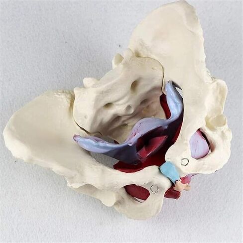 Female Pelvic Model, Suitable for Teaching Anatomy, Physiology, and Hygiene in Saudi Arabia