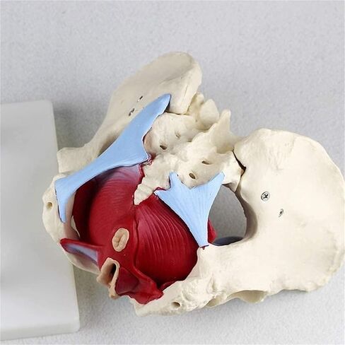 Female Pelvic Model, Suitable for Teaching Anatomy, Physiology, and Hygiene in Saudi Arabia