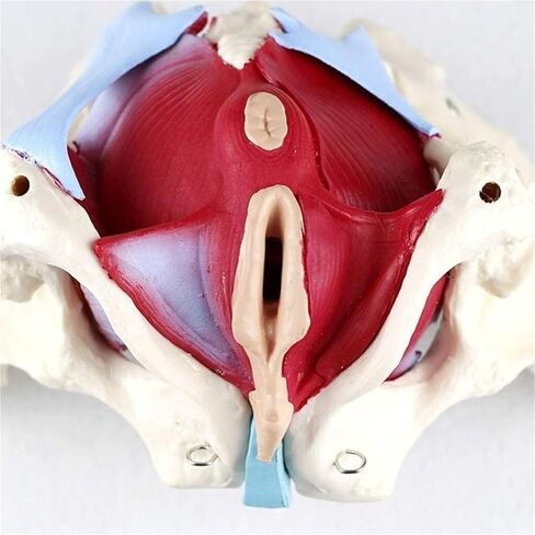 Female Pelvic Model, Suitable for Teaching Anatomy, Physiology, and Hygiene in Saudi Arabia