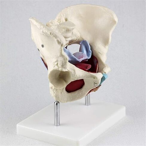 Female Pelvic Model, Suitable for Teaching Anatomy, Physiology, and Hygiene in Saudi Arabia