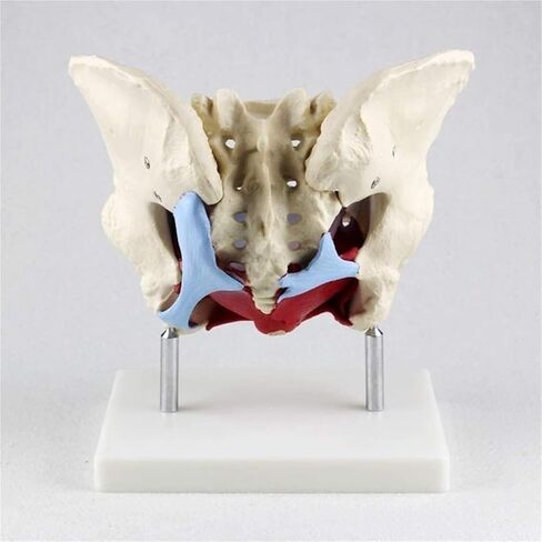 Female Pelvic Model, Suitable for Teaching Anatomy, Physiology, and Hygiene in Saudi Arabia