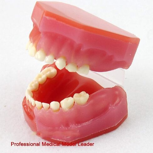 S Tooth Model 's Deciduous Development Dentition Used for Oral Teaching Demonstration in Saudi Arabia