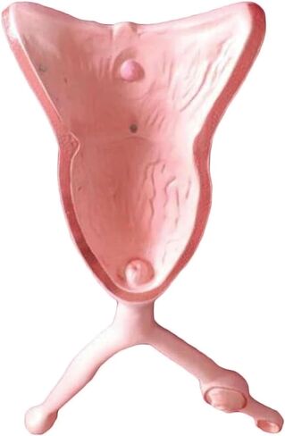 Canine Uterus Ovary Bladder Model Animal Anatomy for Veterinary Medical Teaching School Educational Tool in Saudi Arabia