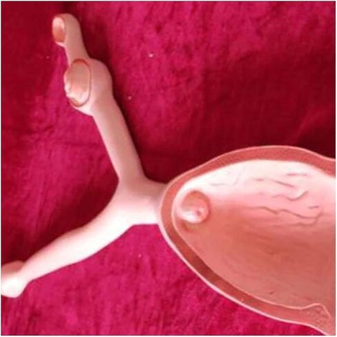 Canine Uterus Ovary Bladder Model Animal Anatomy for Veterinary Medical Teaching School Educational Tool in Saudi Arabia