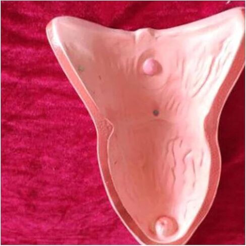 Canine Uterus Ovary Bladder Model Animal Anatomy for Veterinary Medical Teaching School Educational Tool in Saudi Arabia