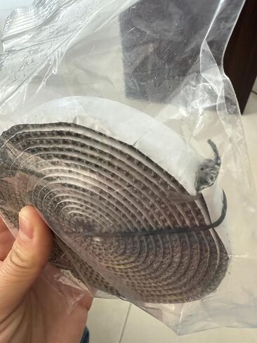 Gemmy Heart Stove Gasket Tape, Self Adhesive Flat Gasket for Woodstoves and Fireplaces 10 * 3 1meter Black (10 * 3 1meter Black) in Kuwait