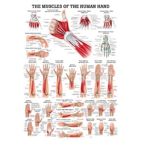 عضلات اليد مخطط التشريح الرقائقي in Kuwait