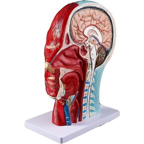 Head Muscle Model, Facial with Superficial Neurovascular and Structures, Used in Science Classrooms in Kuwait