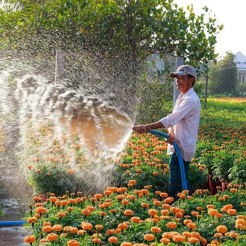 YOKIVE Hose Barb Fitting Elbow, Barbed M10x1 Male Thread Adapter Connector, Great for Gas, Water, Oil, Fuel Pipelines (Gold, 8-mm) in Kuwait