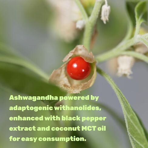 DEAL SUPPLEMENT Ashwagandha Extract with Black Pepper Extract, 240 Softgels – Ayurvedic Root Extract with Added MCT Oil – Active Withanolides – Non-GMO, Lab Tested in Saudi Arabia