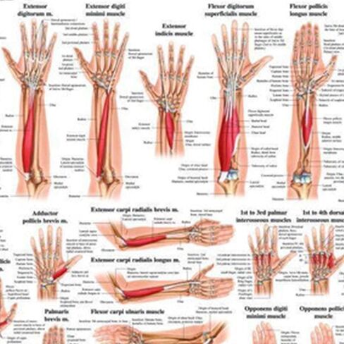 عضلات اليد مخطط التشريح الرقائقي in Kuwait