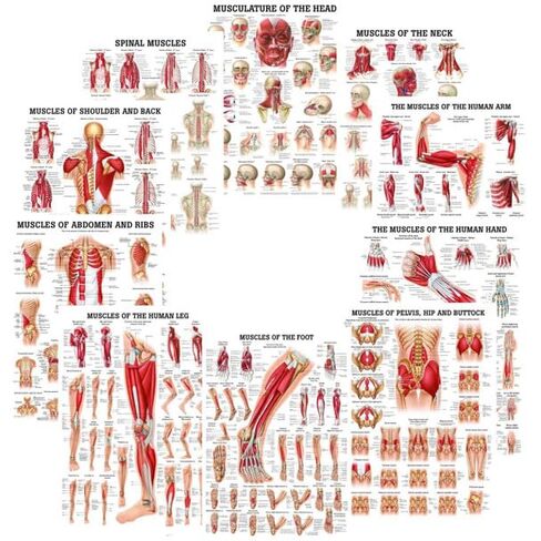 عضلات اليد مخطط التشريح الرقائقي in Kuwait