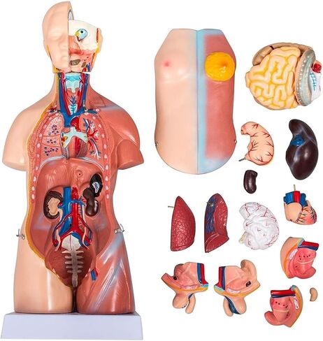 Body Model 45cm, 23 Human Skeletons for Medical Education Tools in Kuwait