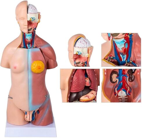 Body Model 45cm, 23 Human Skeletons for Medical Education Tools in Kuwait