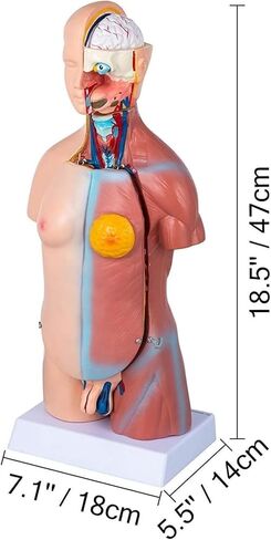 Body Model 45cm, 23 Human Skeletons for Medical Education Tools in Kuwait