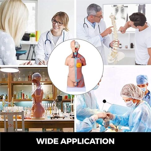 Body Model 45cm, 23 Human Skeletons for Medical Education Tools in Kuwait