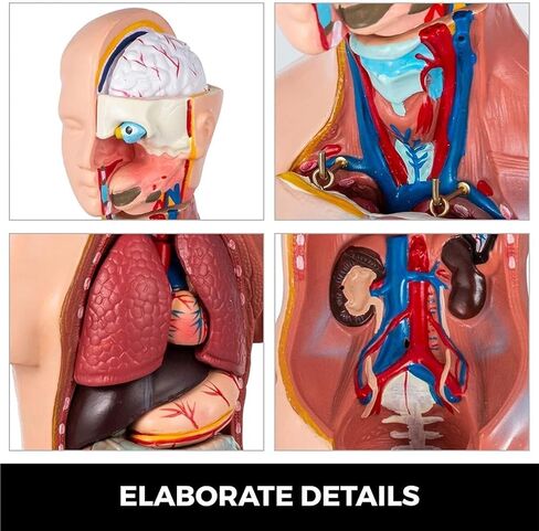 Body Model 45cm, 23 Human Skeletons for Medical Education Tools in Kuwait