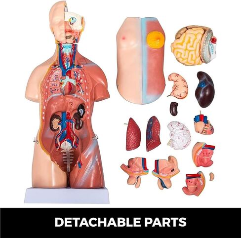 Body Model 45cm, 23 Human Skeletons for Medical Education Tools in Kuwait