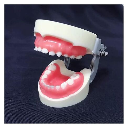 S Teeth Teaching Model, 's Deciduous, Suitable for, Dentists, Dental Students, Display in Saudi Arabia