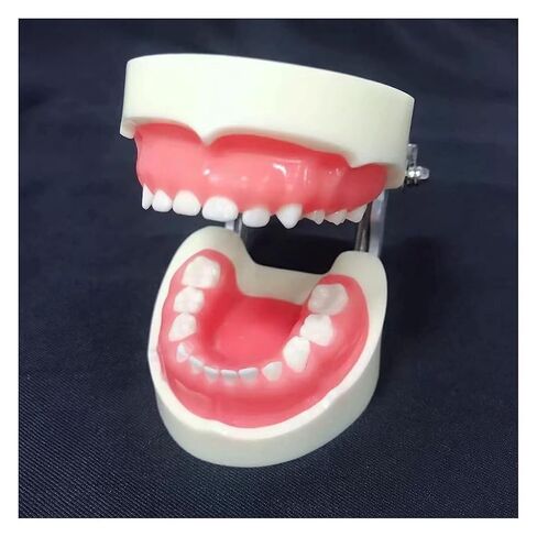 S Teeth Teaching Model, 's Deciduous, Suitable for, Dentists, Dental Students, Display in Saudi Arabia