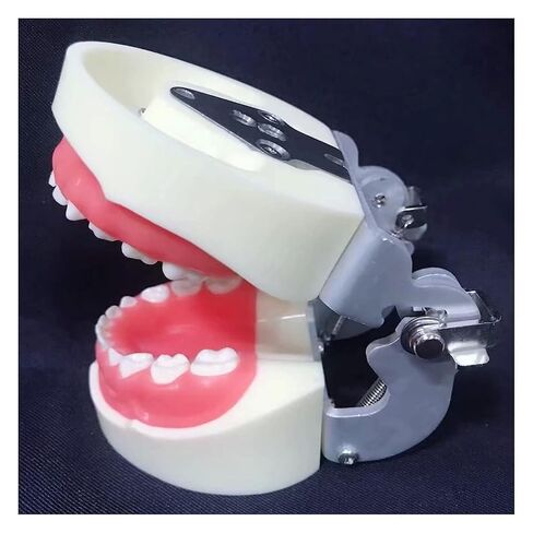 S Teeth Teaching Model, 's Deciduous, Suitable for, Dentists, Dental Students, Display in Saudi Arabia