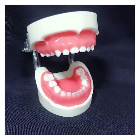 S Teeth Teaching Model, 's Deciduous, Suitable for, Dentists, Dental Students, Display in Saudi Arabia