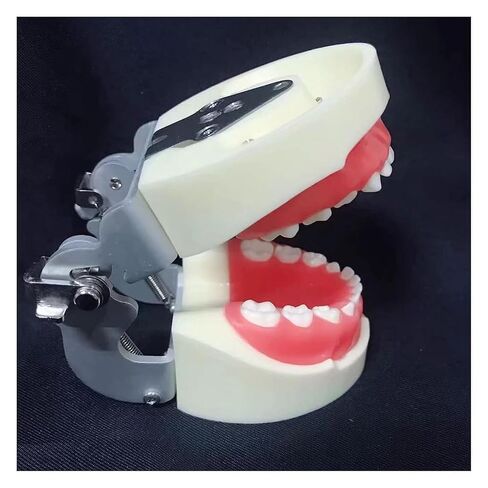 S Teeth Teaching Model, 's Deciduous, Suitable for, Dentists, Dental Students, Display in Saudi Arabia