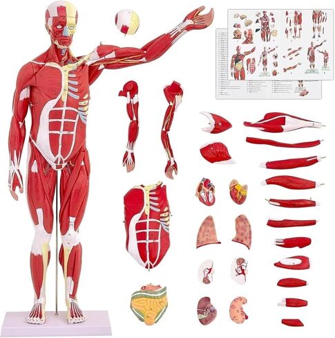 Human Muscle and Organ Model, 27 Parts, Detachable, Suitable for Medical Education and Training in Kuwait