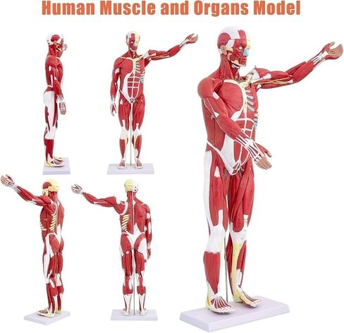 Human Muscle and Organ Model, 27 Parts, Detachable, Suitable for Medical Education and Training in Kuwait