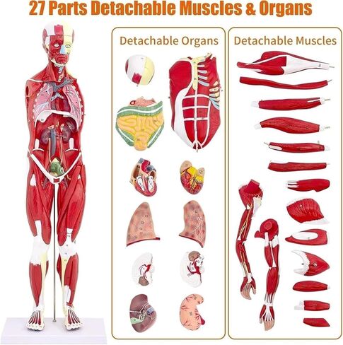 Human Muscle and Organ Model, 27 Parts, Detachable, Suitable for Medical Education and Training in Kuwait
