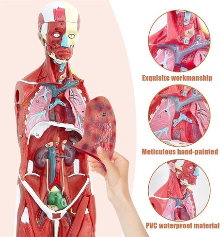 Human Muscle and Organ Model, 27 Parts, Detachable, Suitable for Medical Education and Training in Kuwait
