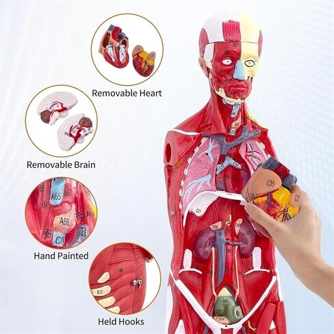 Human Muscle and Organ Model, 27 Parts, Detachable, Suitable for Medical Education and Training in Kuwait