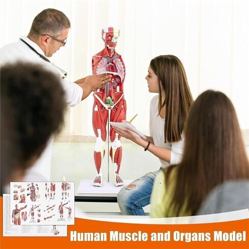 Human Muscle and Organ Model, 27 Parts, Detachable, Suitable for Medical Education and Training in Kuwait