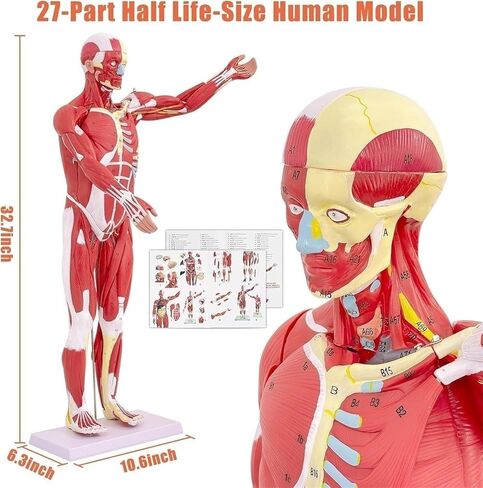 Human Muscle and Organ Model, 27 Parts, Detachable, Suitable for Medical Education and Training in Kuwait